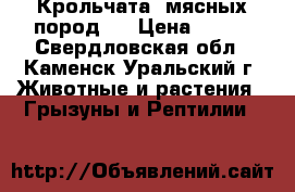 Крольчата ,мясных пород . › Цена ­ 500 - Свердловская обл., Каменск-Уральский г. Животные и растения » Грызуны и Рептилии   